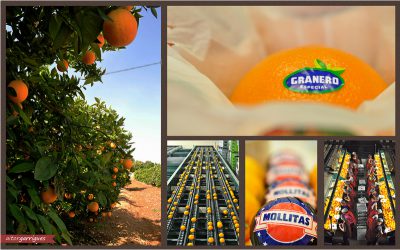 Hermanos Granero patrocina el stand del Mercat Sagunt en la feria del comercio de Sagunto